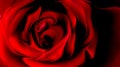 Abstract vector red rose with shaded wavy background with lighting effect, vector illustration Royalty Free Stock Photo