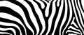 Abstract vector background based on animal pattern of zebra print Royalty Free Stock Photo