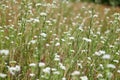 White small flowers on tall green stems on blurred background