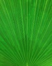 Abstract vertical palm leaf pattern, background