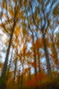 Abstract vertical tall autumn trees with colorful foliage icm blur Royalty Free Stock Photo