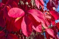 Abstract Vibrant Red Leaf Vines Royalty Free Stock Photo