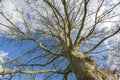 Abstract view of a bare tree in winter Royalty Free Stock Photo