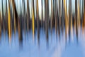 Abstract view of  a birch forest Royalty Free Stock Photo