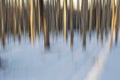 Abstract view of  a birch forest Royalty Free Stock Photo