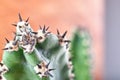 Abstract view cactus spines. Concept self-defense, resistance. Copy space.