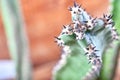 Abstract view cactus spines. Concept self-defense, unavailability, defense, sustainability, resistance. Copy space. Royalty Free Stock Photo