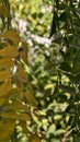 Abstract view of chinaberry tree leaves in green and yellow Royalty Free Stock Photo