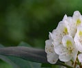 Abstract View of a Cluster of Great Rhododendron Flowers