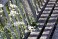 Abstract of wooden bench and wildflowers