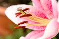 Abstract view of a lily stamen, with focus only on the pistil pollen of the flower Royalty Free Stock Photo