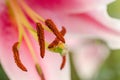 Abstract view of a lily stamen, with focus only on the pistil pollen of the flower Royalty Free Stock Photo
