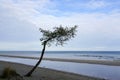 Abstract view with lonely thin tree with a curved trunk by the sea Royalty Free Stock Photo