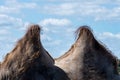 Two humps from a Camel against a blue sky with clouds