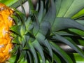 Abstract View of Pineapple Top Royalty Free Stock Photo