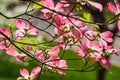 Abstract View of a Pink Flowering Dogwood Tree Royalty Free Stock Photo