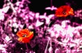 Abstract view of poppies