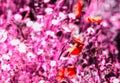 Abstract view of poppies