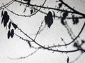 Abstract view of the shadow of autumn or winter tree branches.