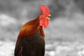 Abstract view of singing rooster Royalty Free Stock Photo