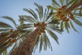 Large date palm tree abstract view looking to the sky Royalty Free Stock Photo