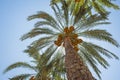 Large date palm tree abstract view looking to the sky Royalty Free Stock Photo