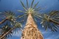 Large date palm tree abstract view looking to the sky Royalty Free Stock Photo