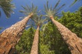 Large date palm tree abstract view looking to the sky Royalty Free Stock Photo