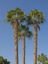 Large date palm tree abstract view looking to the sky Royalty Free Stock Photo