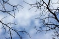 Abstract view of tree branches against a blue sky with clouds Royalty Free Stock Photo