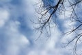 Abstract view of tree branches against a blue sky with clouds Royalty Free Stock Photo