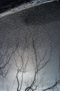 Abstract view of tree and Ice. Royalty Free Stock Photo
