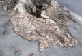 Napier Town Tree Roots On A Sidewalk