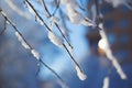 Abstract View of Winter Snow on Tree Branches Royalty Free Stock Photo