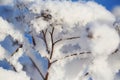 Abstract View of Winter Snow on Tree Branches Royalty Free Stock Photo