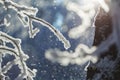 Abstract View of Winter Snow on Tree Branches Royalty Free Stock Photo