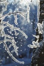 Abstract View of Winter Snow on Tree Branches Royalty Free Stock Photo