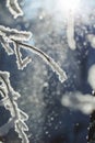 Abstract View of Winter Snow on Tree Branches Royalty Free Stock Photo