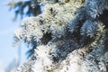 Abstract View of Winter Snow on Tree Branches Royalty Free Stock Photo