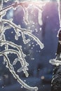 Abstract View of Winter Snow on Tree Branches Royalty Free Stock Photo