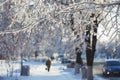 Abstract View of Winter Snow on Tree Branches Royalty Free Stock Photo