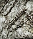 Abstract vines