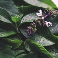 Abstract Vintage green Basil leaf flat lay on table top view background concept for minimal creative organic texture, greenery he