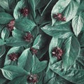 Abstract Vintage green Basil leaf flat lay on table top view background concept for minimal creative organic texture, greenery he