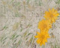 Abstract vintage texture with yellow daisies Royalty Free Stock Photo
