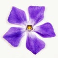Abstract Violet Flower Royalty Free Stock Photo