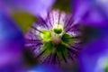 Abstract violet flower macro