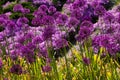 Abstract violet flowers on field