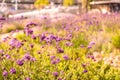 Abstract violet flowers on field Royalty Free Stock Photo