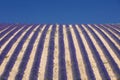 Abstract violet rows of lavender in sky